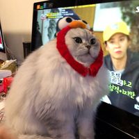 original sound - neko