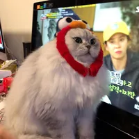 Miao