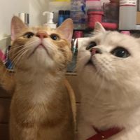 original sound - AngelLucas