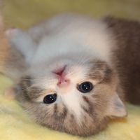 original sound - MissCat YY🐱💋