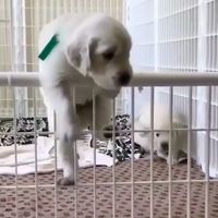 original sound - 골든슬럼버