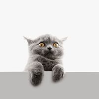 မူရင်းအသံ - Sang Kucing