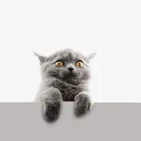 original sound - 30734733105