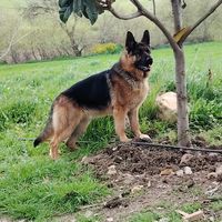 mehamdi.nidal
