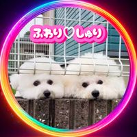 bichon_frise_0320_0206