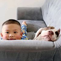 cutiepetsie