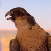 الصوت الأصلي