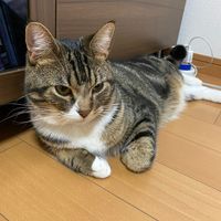 オリジナル楽曲 - トシヤーン