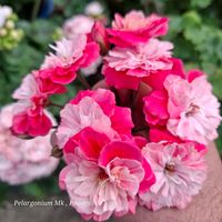 serchen920garden