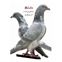 rashidmuneer175