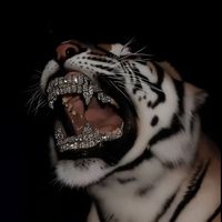el_belico801