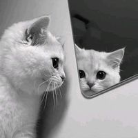 nhạc nền - tlinh cute s1