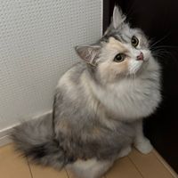 オリジナル楽曲 - ^_-☆