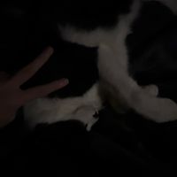 オリジナル楽曲 - みおニーサブ