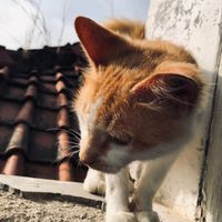 suara asli - tukang bubur naik haji