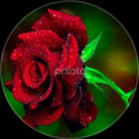 arif___dawar_302