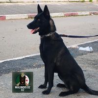 malinoisdzdz