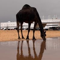 الصوت الأصلي