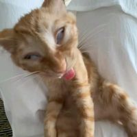suara asli - qila