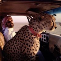 الصوت الأصلي