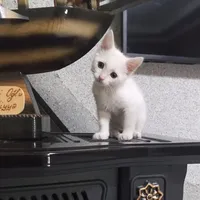 original sound - damadi_89