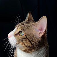 motu_afifi_floofy