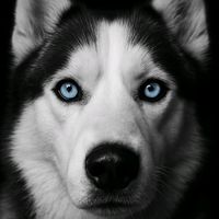 zeus.huskysiberian