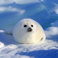 sesame_seal