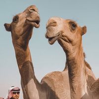 الصوت الأصلي