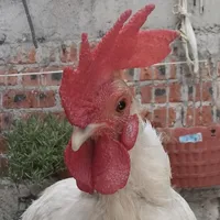 original sound - maurioquintero