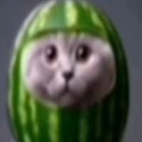 gato_guaton81