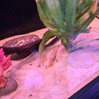 bc_4444