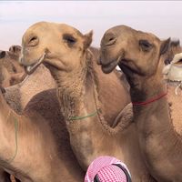 الصوت الأصلي