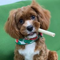_____gizmo_____
