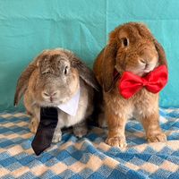 baxteryoreothebunniesmx