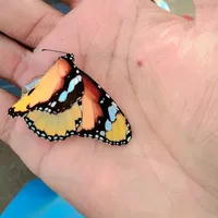 original sound - paglschii