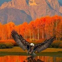 bunyi asal - safid song