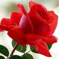 rosalinda.aguilar20