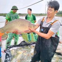 small.fishseller