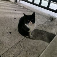 nadroj_snape114