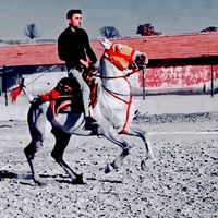 4mustafademir5