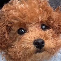 オリジナル楽曲 - トンペンちゃん