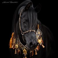 rawansh82