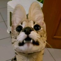 rezeanddenjiinthepool0