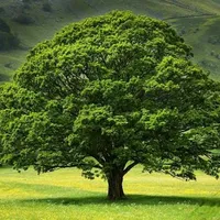 original sound - pokaglontesi