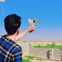 الصوت الأصلي