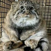 оригінальний звук