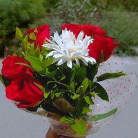 leilataherrandar