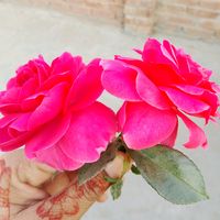 mirchi508