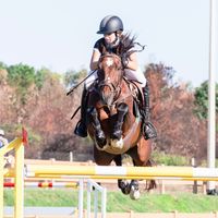 martinarossi_showjumping